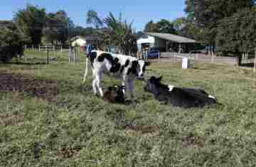  Paraná registrou crescimento na bovinocultura de corte e de leite em 2024